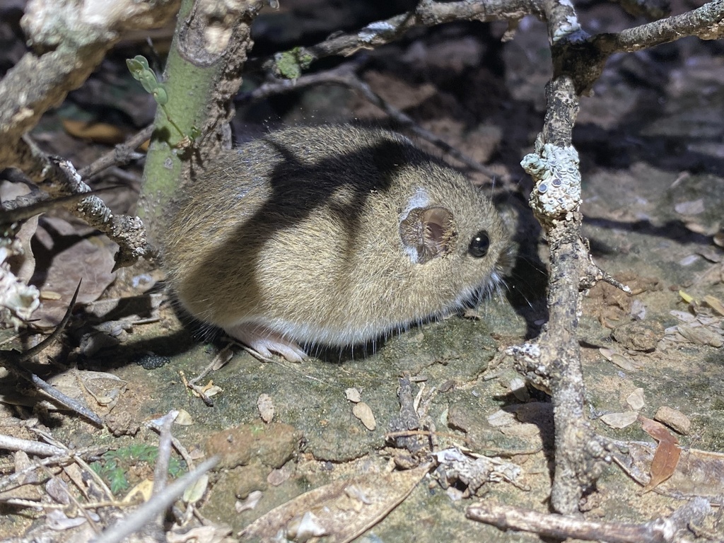 Chacoan Colilargo