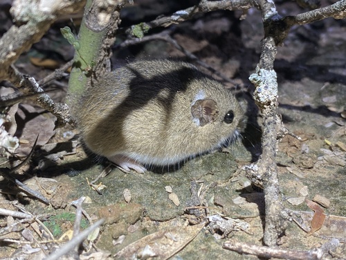 Chacoan pygmy rice rat (Oligoryzomys chacoensis) — Least Concern Mammalia