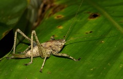 Eppia truncatipennis