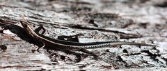Cryptoblepharus pulcher