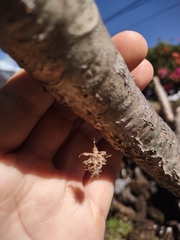 Brachycyttarus griseus