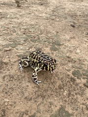 Leptodactylus laticeps