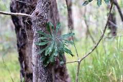 Banksia integrifolia compar