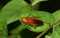Neoblattellini
