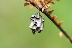 Ropalidia plebeiana