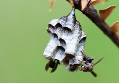 Ropalidia plebeiana