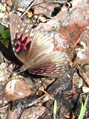 Anetia