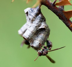 Ropalidia plebeiana