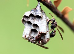 Ropalidia plebeiana