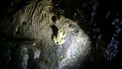 Amolops hongkongensis