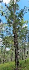 Banksia integrifolia compar