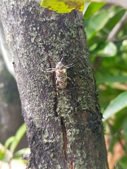Disterna plumifera
