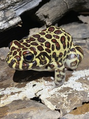 Leptodactylus laticeps