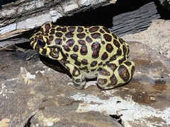 Leptodactylus laticeps
