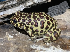 Leptodactylus laticeps