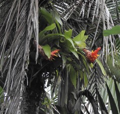 Guzmania berteroniana