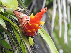 Guzmania berteroniana
