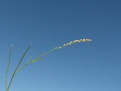 Polygala duarteana