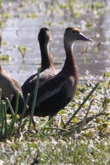 Dendrocygna autumnalis autumnalis