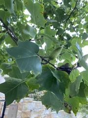 Liriodendron