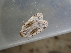 Aemene obscura