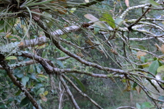 Ophiocordyceps camponoti-floridani