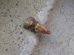 Acrobasis bellulella