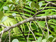 Clusia clusioides