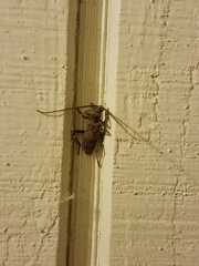 Brothylus gemmulatus