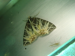 Evecliptopera illitata