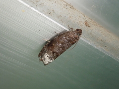 Hystrichoscelus spathanum