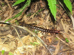 Scolopendra gigantea
