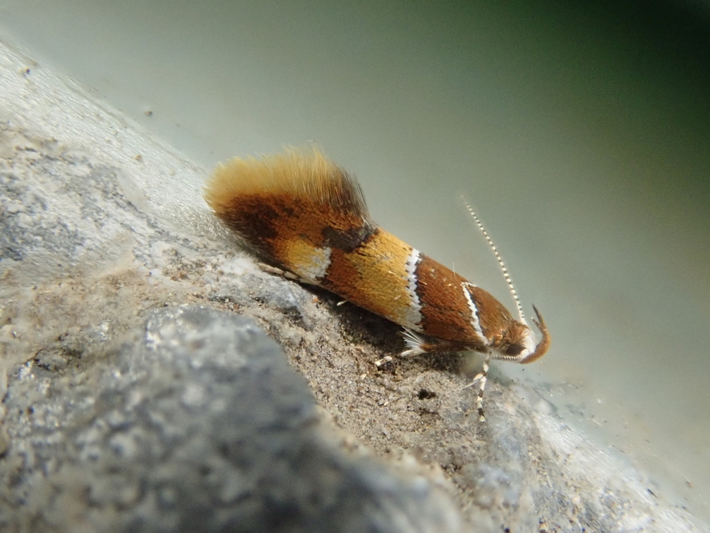 Promalactis sakaiella