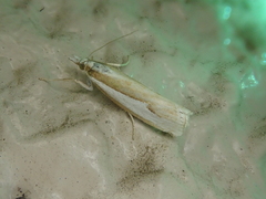Crambus argyrophorus