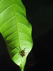 Metazygia