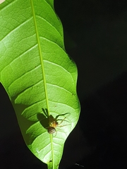 Metazygia