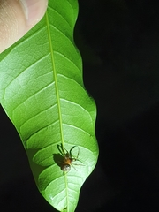 Metazygia