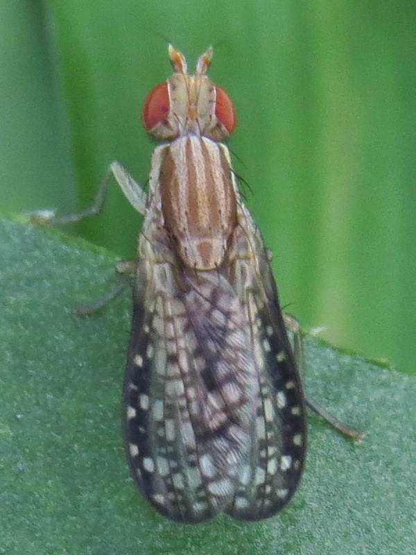 Trypetoptera canadensis
