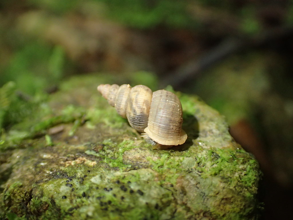 Annulariidae
