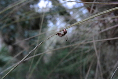 Ophiocordyceps camponoti-floridani