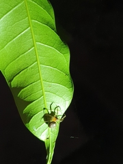 Metazygia
