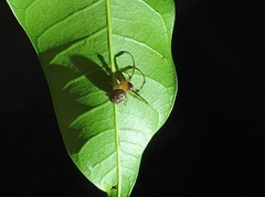 Metazygia