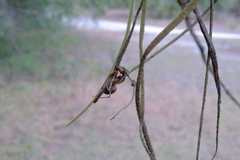 Ophiocordyceps camponoti-floridani