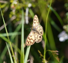 Heteronympha cordace