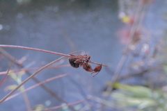 Ophiocordyceps camponoti-floridani