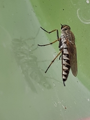 Anabarhynchus teddington