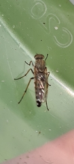 Anabarhynchus teddington