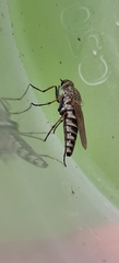 Anabarhynchus teddington