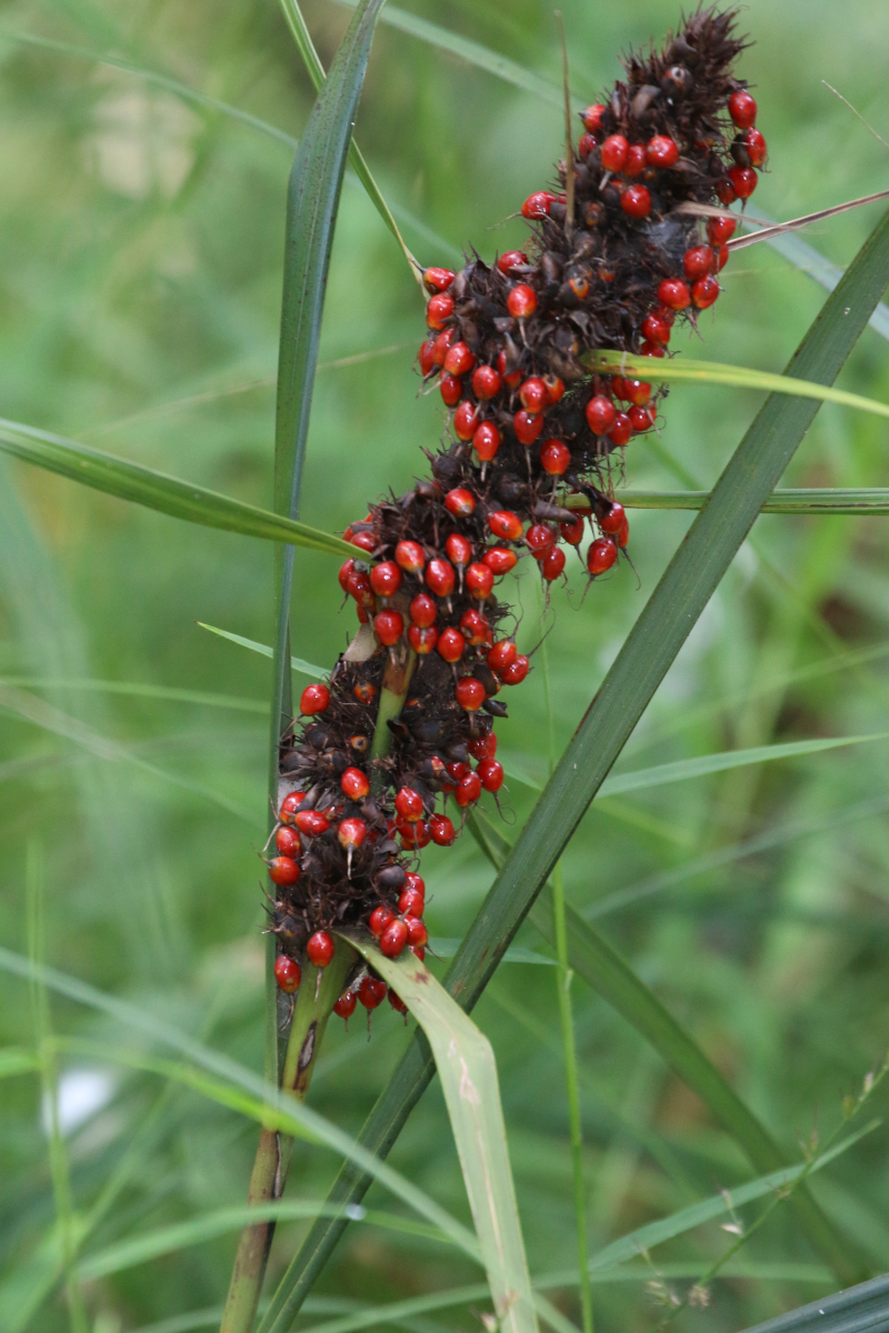 Gahnia aspera