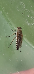 Anabarhynchus teddington